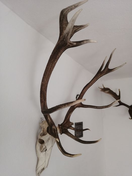 Трофей, рога от благороден елен