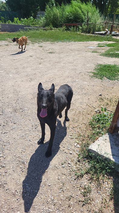 Овчарка Бельгиская овчарка малинуа