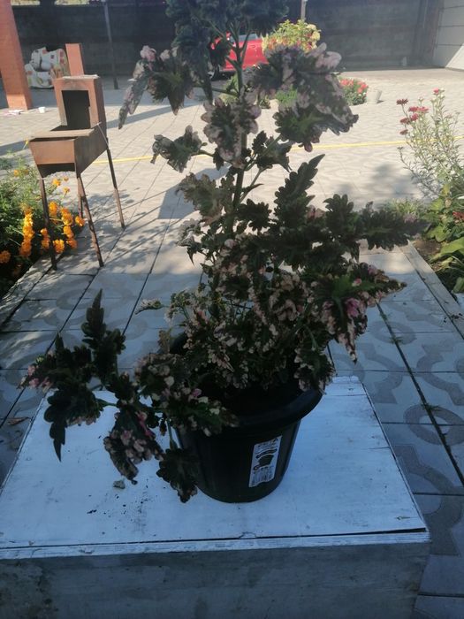 Продаю комнатные растения