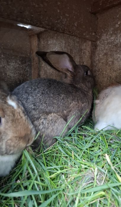 Vând iepurii detalii în privat