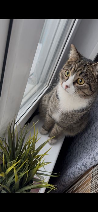 Пропал кот Барсик 26-27 апреля