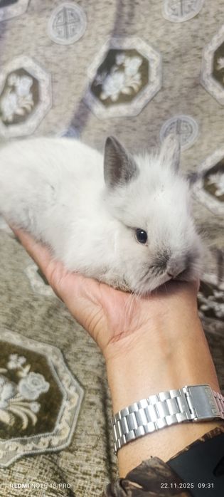 Декоративные кролики