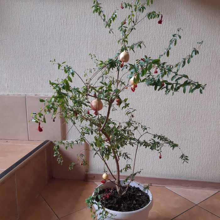 Продам дерево гранат