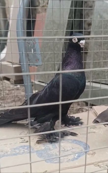 В продаже голуби жук, майля.