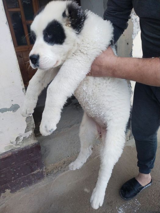 Alabay sotiladi kelishtirib beramiz