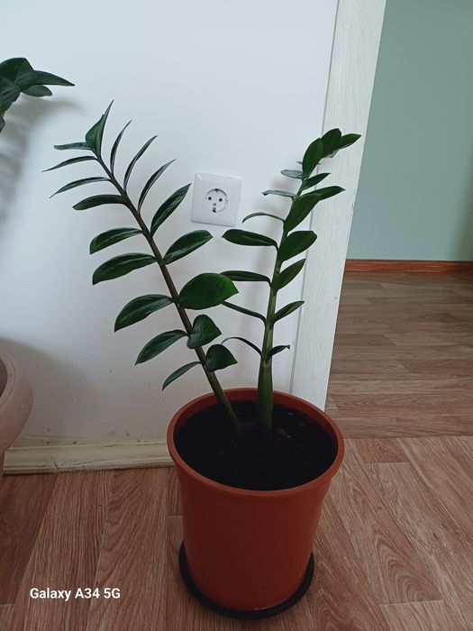 "Замиокулькас" улкен 20000,кишиси 15000