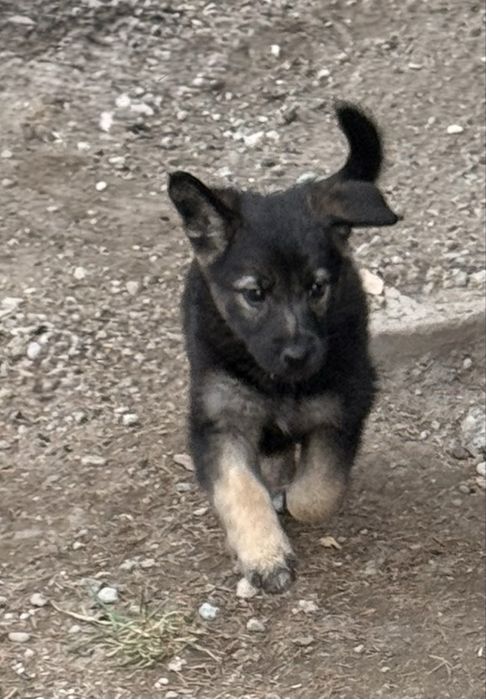 Căutăm familii pentru 4 cățelușe