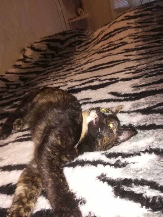 Подарявам коте на три месеца