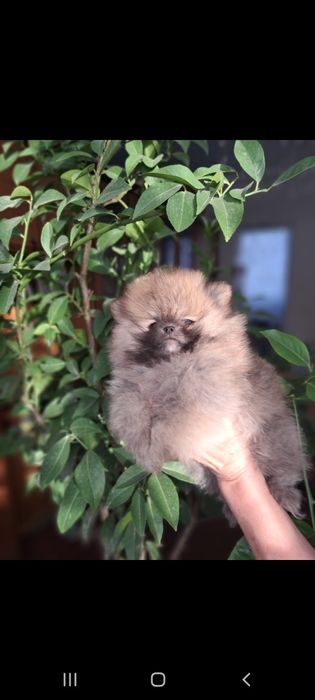 Продам щенков шпица