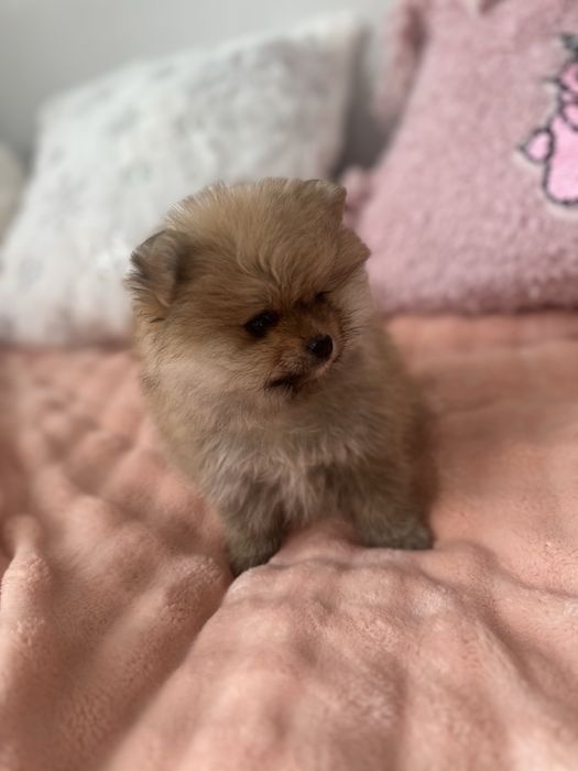 Малышка немецкий шпиц