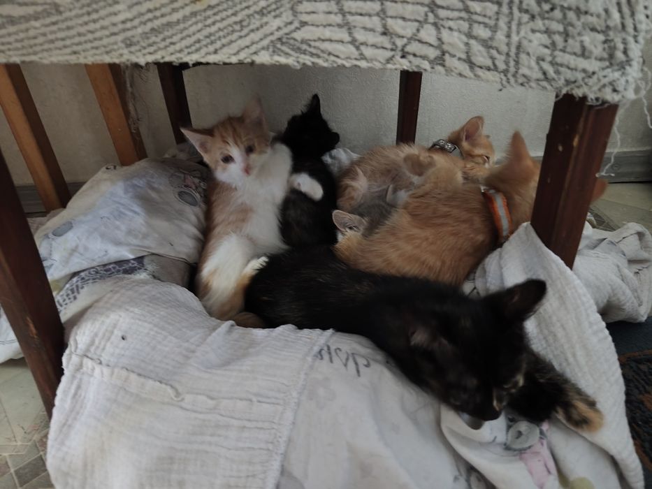 Отдам котят  мальчики и девочки