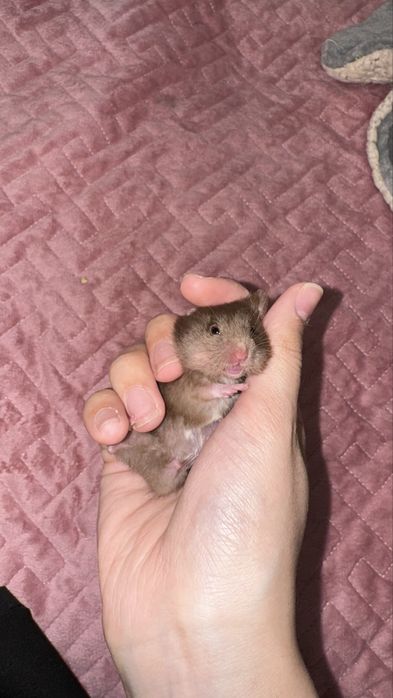 Хомяки ,4 шт , 3 девочки 1 малчик