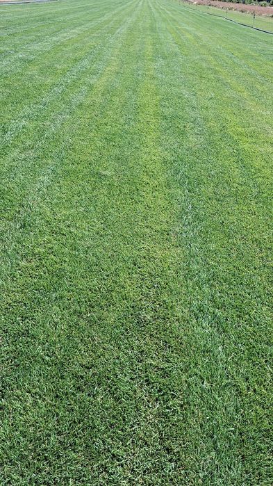 GAZON RULOU prețul competitiv