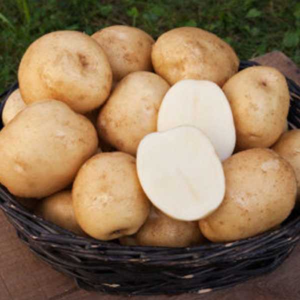 Название белой картошки сортов фото Название белой картошки сортов фото