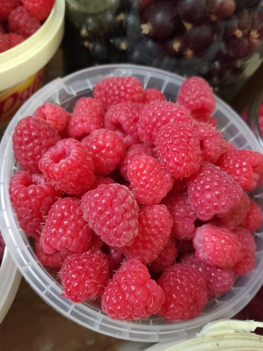 Продам саженцы летней малины