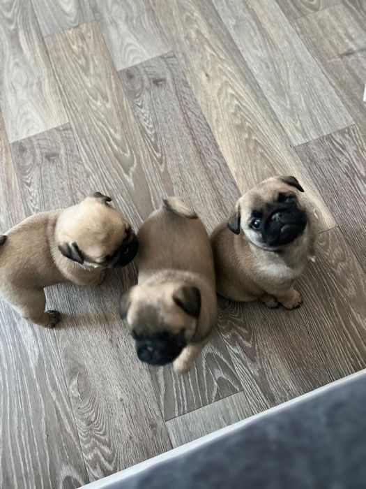 Продам мопсов бежевые