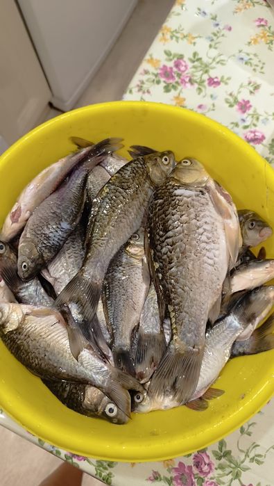 Продам свежую рыбу , чищенную Карась, сазан.