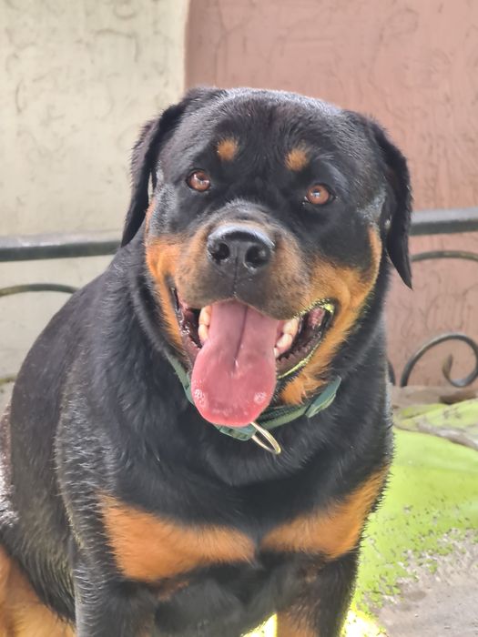 ротвейлер 4 года,девочка.