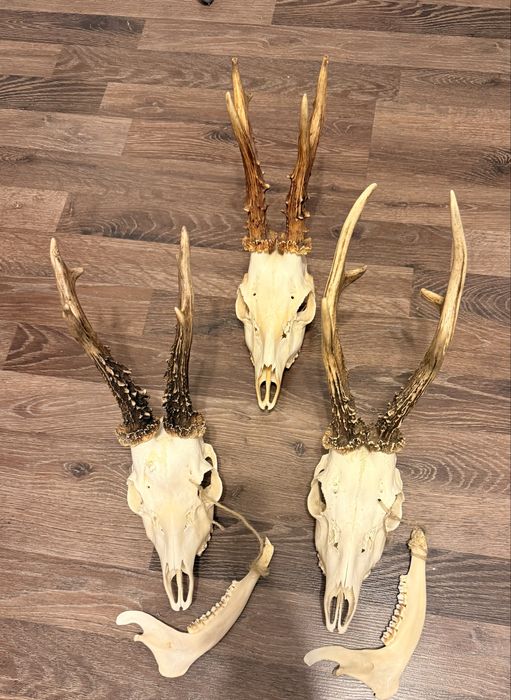 Trofeu de caprior , coarne caprior , cerb