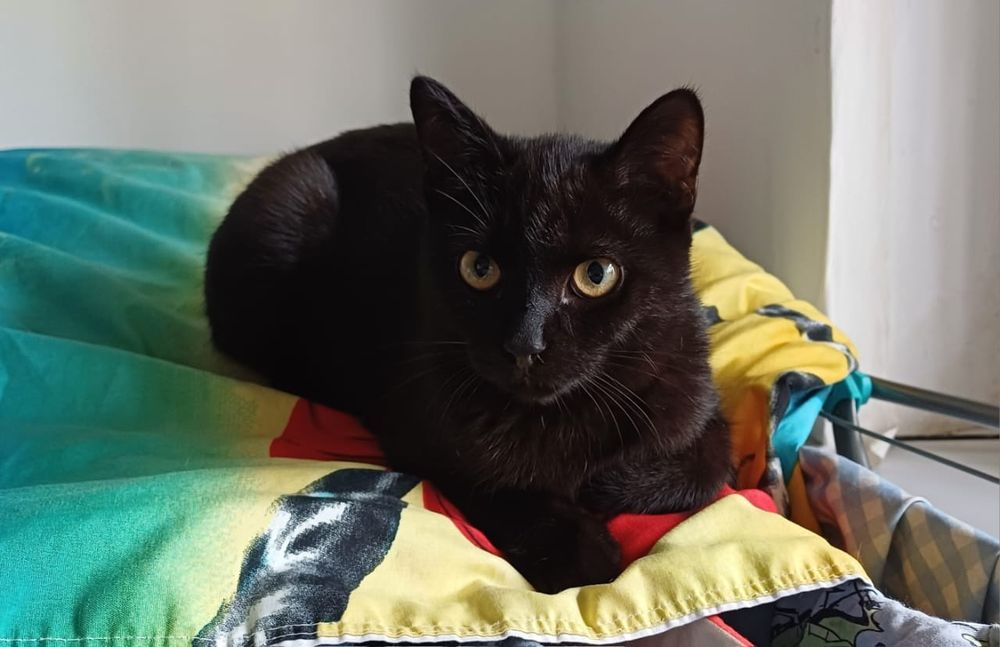 Отдадим кошку ,кота