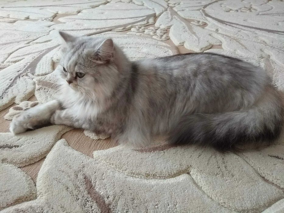 Котята Британские длинношерстные