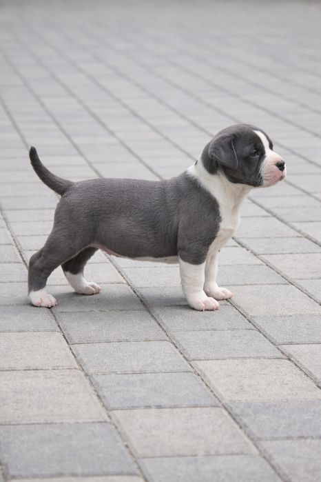 Pui mascul masiv, 8 săptămâni, blue/alb, structură excelentă, pedigree