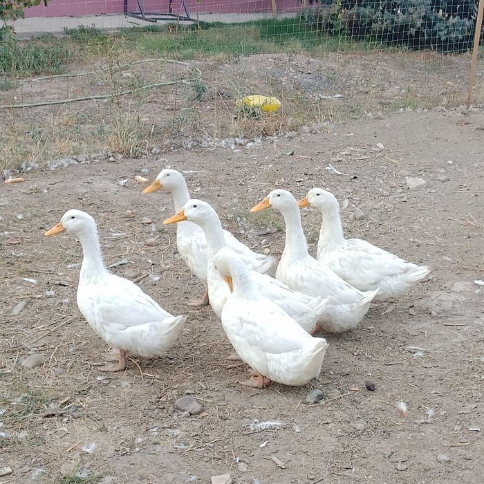 Продаю уток кряквы