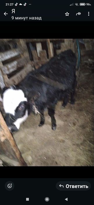 Продам телочку восьми месяцев