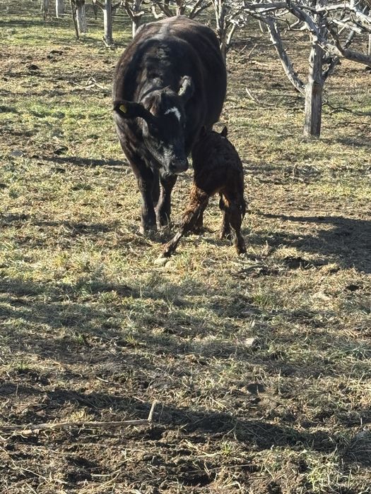 Крави  абардин абардин ангус