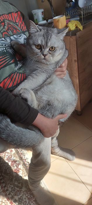 Брутальеый британски1 кот Бакс