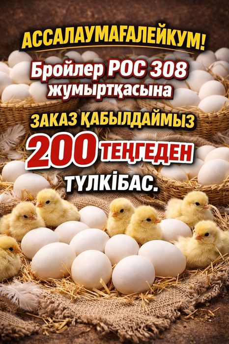 Бройлер жұмыртқасы (яйца)