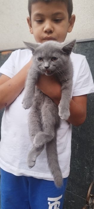 Scotish straight 2 oyli скотиш страйт