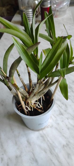 Орхидея Дендробиум!