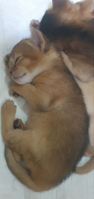 Продаётся Абессинский котята