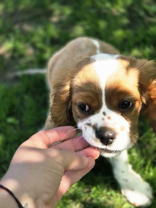 Cavalier king charles spaniel