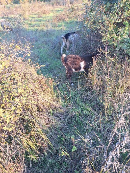 Продавам кози и ярета