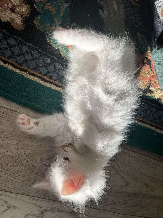Котята 3мальчика