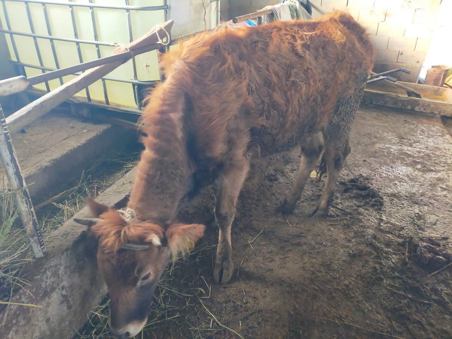 Бұзаулы сиыр 2 құнажын