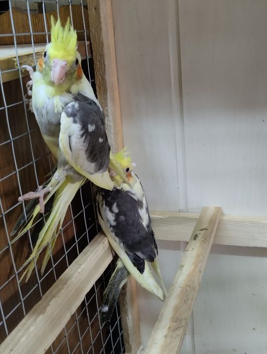 Кореллы домашнего разведение