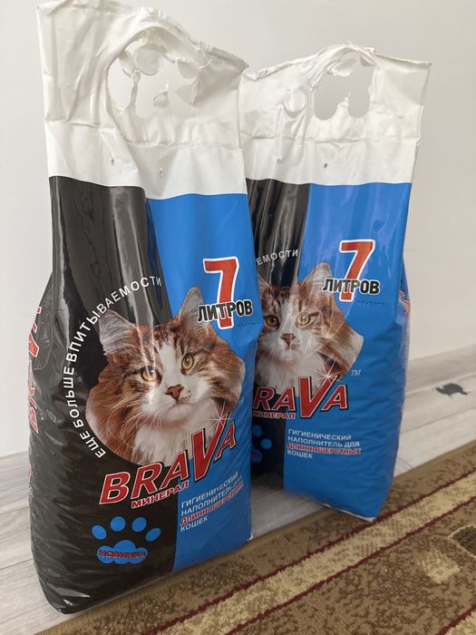 Кошка Шотландский вислоухий