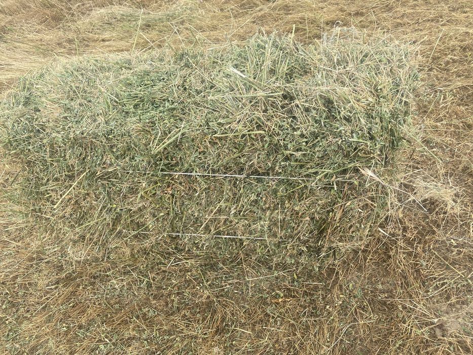 клевер жонышка 1 укос