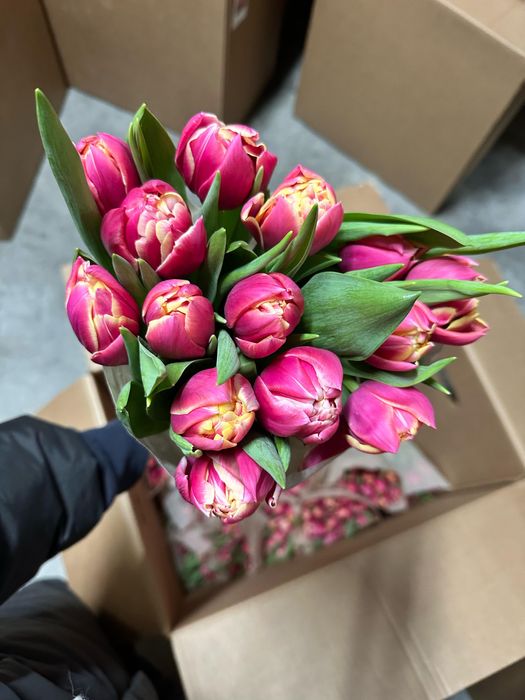 Беларусские тюльпаны