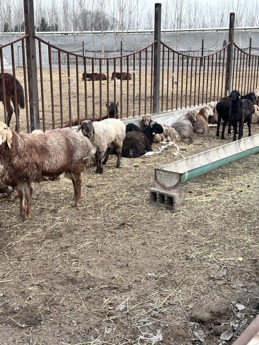 Қўзи қўчқорлар оптом нархларда сотилади, Эдилбай зотдор