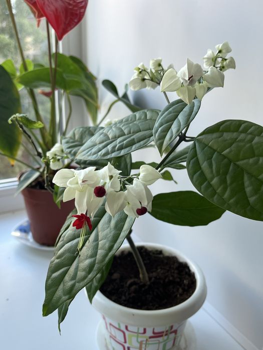Комнатные цветы, дом и сад
