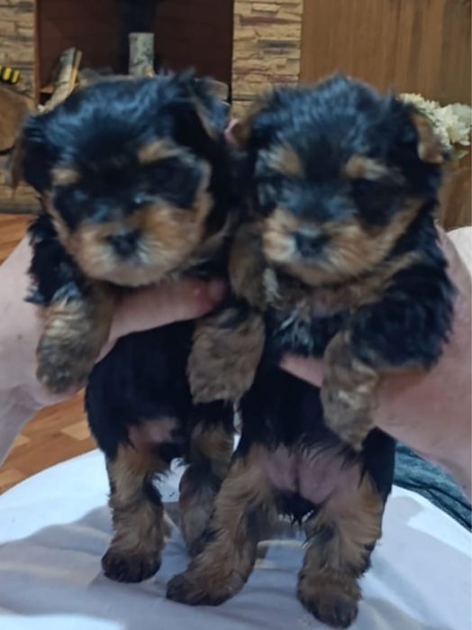 Крошечная, кукольная девочка йорка