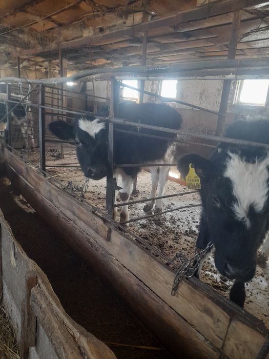 Продаются тёлочки 5 месяцев