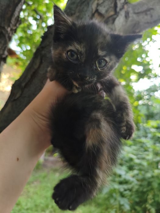 Отдам котят даром в хорошие руки