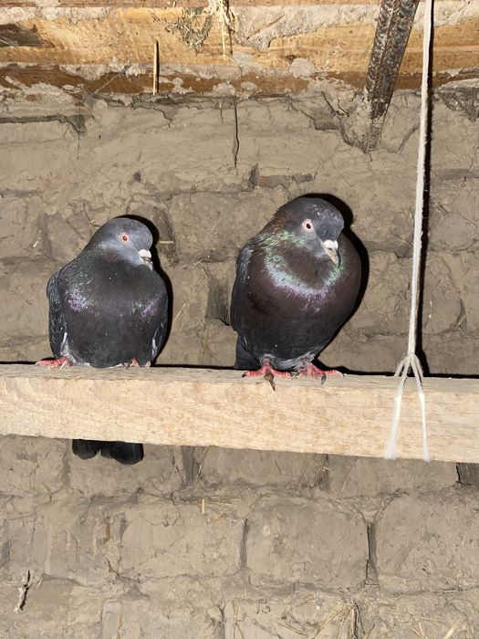 Голуби бакинцы продам