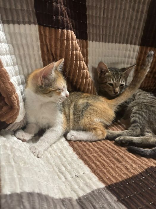 Котята в хорошие руки