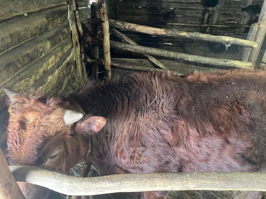 Два бычка и одного тёлку